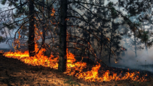 Как действовать при обнаружении лесного пожара